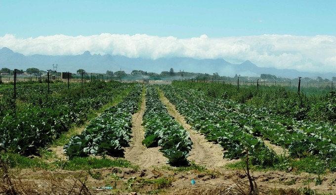 Gabbages growing in the Philippi Horticulture Area. Photo: Masixole Feni - GroundUp